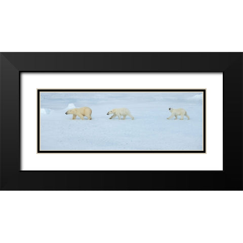 Russia-High Arctic-Franz Josef Land Polar bear female with two cubs on sea ice Black Modern Wood Framed Art Print with Double Matting by Hopkins, Cindy Miller