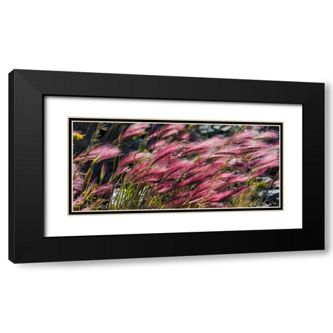 Wild barley-Hardeuom-Anadyr-Chukotka Autonomous Okrug-Russia Black Modern Wood Framed Art Print with Double Matting by Su, Keren