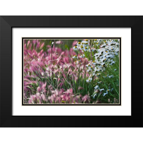 Wild barley-Hardeuom-Anadyr-Chukotka Autonomous Okrug-Russia Black Modern Wood Framed Art Print with Double Matting by Su, Keren