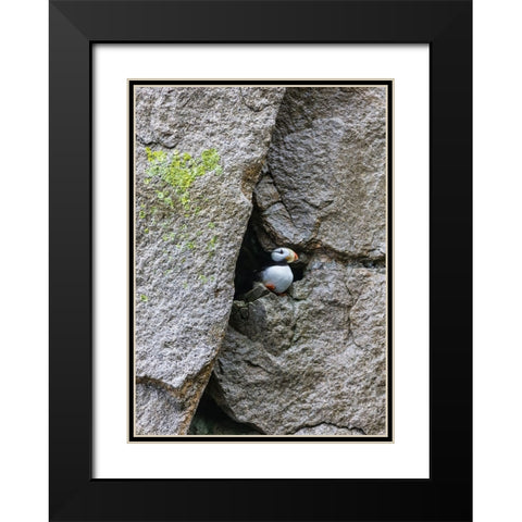 Horned Puffin-Fratercula comiculata-Cape Archen-Bering Sea-Russian Far East Black Modern Wood Framed Art Print with Double Matting by Su, Keren