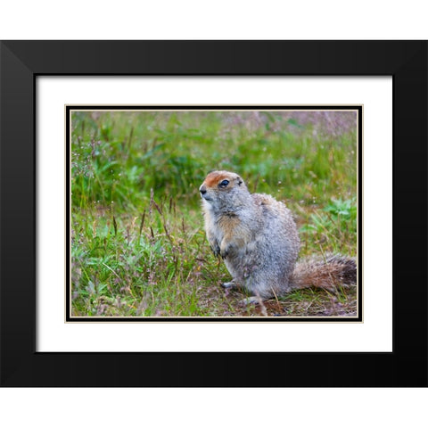 Ground squirrel-Chukchi Peninsula-Russian Far East Black Modern Wood Framed Art Print with Double Matting by Su, Keren