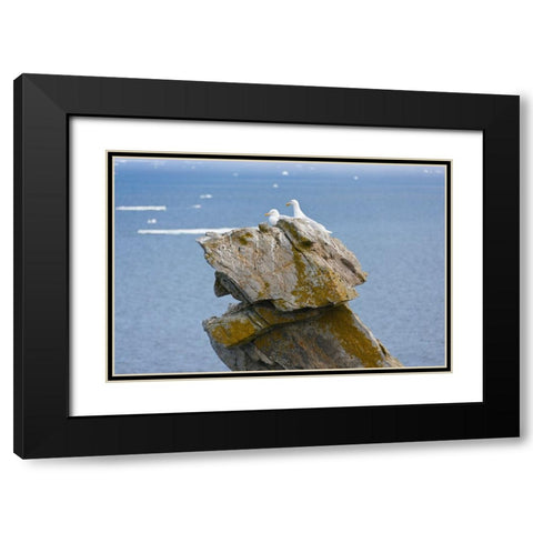Seagulls on rock pile-Kolyuchin Island-once an important Russian Polar Research Station-Bering Sea- Black Modern Wood Framed Art Print with Double Matting by Su, Keren