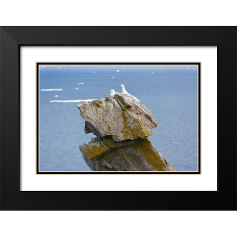 Seagulls on rock pile-Kolyuchin Island-once an important Russian Polar Research Station-Bering Sea- Black Modern Wood Framed Art Print with Double Matting by Su, Keren