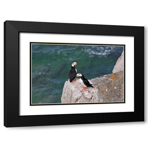 Horned Puffin-Fratercula corniculata-on Kolyuchin Island-once an important Russian Polar Research S Black Modern Wood Framed Art Print with Double Matting by Su, Keren