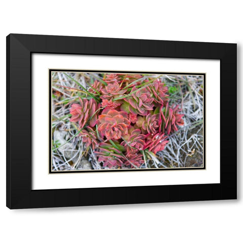 Arctic cactus-Wrangel Island in Chukchi Sea-Russian Far East Black Modern Wood Framed Art Print with Double Matting by Su, Keren