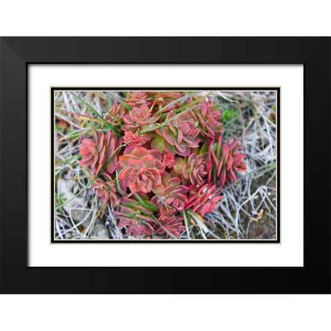 Arctic cactus-Wrangel Island in Chukchi Sea-Russian Far East Black Modern Wood Framed Art Print with Double Matting by Su, Keren