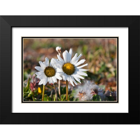 Arctic Chrysanthemum-Chrysanthemum arcticum-Cape Onman-Chukchi Sea-Russia Far East Black Modern Wood Framed Art Print with Double Matting by Su, Keren