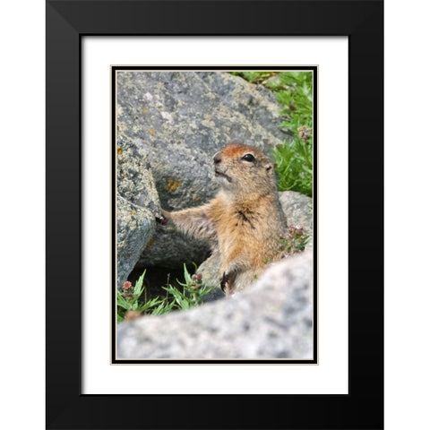 Ground squirrel-Cape Dezhnev-most eastern corner of Eurasia-Russian Far East Black Modern Wood Framed Art Print with Double Matting by Su, Keren