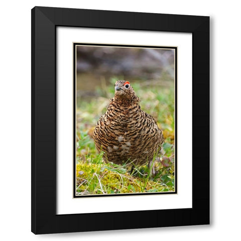 Willow grouse-willow Ptarmigan-Yttygran Island-Bering Sea-Russia Far East Black Modern Wood Framed Art Print with Double Matting by Su, Keren