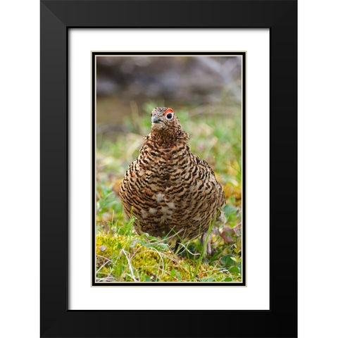 Willow grouse-willow Ptarmigan-Yttygran Island-Bering Sea-Russia Far East Black Modern Wood Framed Art Print with Double Matting by Su, Keren