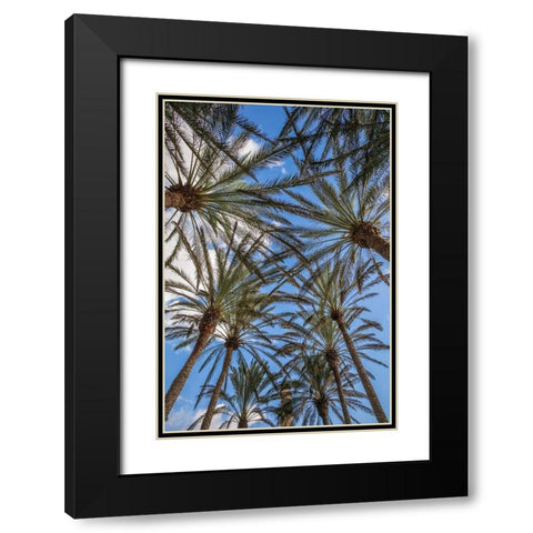 Spain-Canary Islands-Gran Canaria Island-Maspalomas-palm tree canopy Black Modern Wood Framed Art Print with Double Matting by Bibikow, Walter