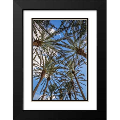 Spain-Canary Islands-Gran Canaria Island-Maspalomas-palm tree canopy Black Modern Wood Framed Art Print with Double Matting by Bibikow, Walter