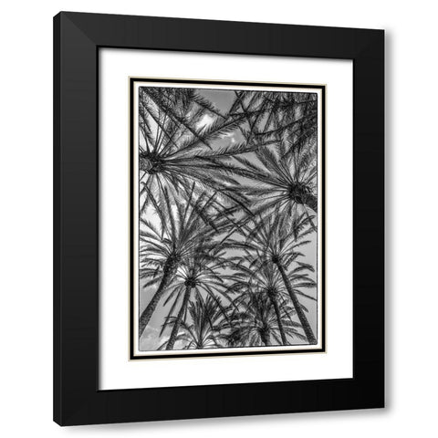 Spain-Canary Islands-Gran Canaria Island-Maspalomas-palm tree canopy Black Modern Wood Framed Art Print with Double Matting by Bibikow, Walter