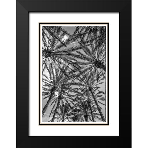 Spain-Canary Islands-Gran Canaria Island-Maspalomas-palm tree canopy Black Modern Wood Framed Art Print with Double Matting by Bibikow, Walter