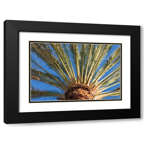 Canary Islands-Fuerteventura Island-Morro Jable-Playa del Matorral beach-palm tree Black Modern Wood Framed Art Print with Double Matting by Bibikow, Walter