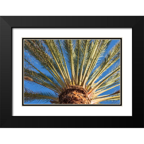 Canary Islands-Fuerteventura Island-Morro Jable-Playa del Matorral beach-palm tree Black Modern Wood Framed Art Print with Double Matting by Bibikow, Walter