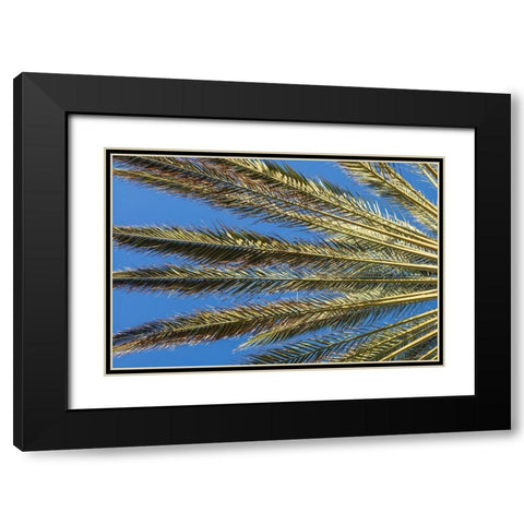 Canary Islands-Fuerteventura Island-Morro Jable-Playa del Matorral beach-palm tree Black Modern Wood Framed Art Print with Double Matting by Bibikow, Walter