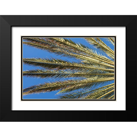 Canary Islands-Fuerteventura Island-Morro Jable-Playa del Matorral beach-palm tree Black Modern Wood Framed Art Print with Double Matting by Bibikow, Walter