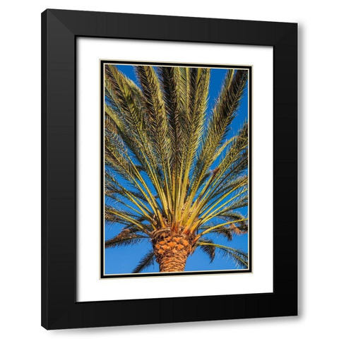 Canary Islands-Fuerteventura Island-Morro Jable-Playa del Matorral beach-palm tree Black Modern Wood Framed Art Print with Double Matting by Bibikow, Walter