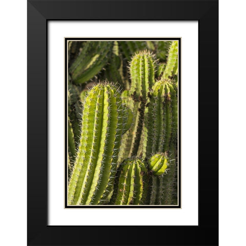 Canary Islands-Fuerteventura Island-Caleta de Fuste-beachfront cactus Black Modern Wood Framed Art Print with Double Matting by Bibikow, Walter