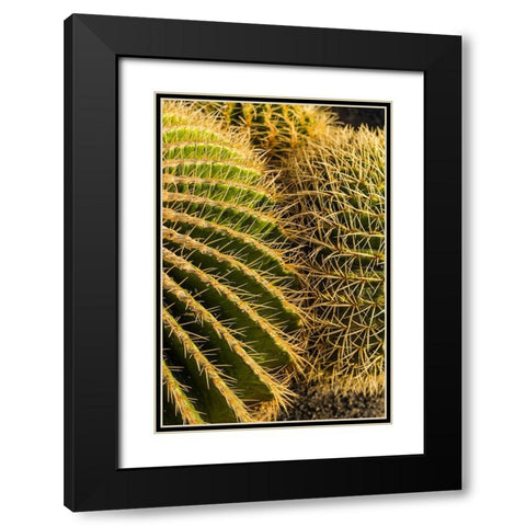 Canary Islands-Fuerteventura Island-Caleta de Fuste-beachfront cactus Black Modern Wood Framed Art Print with Double Matting by Bibikow, Walter