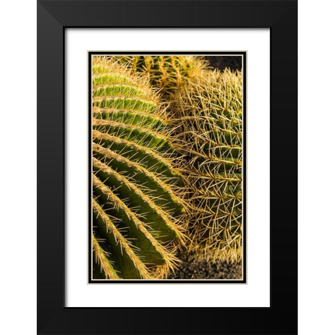 Canary Islands-Fuerteventura Island-Caleta de Fuste-beachfront cactus Black Modern Wood Framed Art Print with Double Matting by Bibikow, Walter