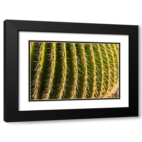 Canary Islands-Fuerteventura Island-Caleta de Fuste-beachfront cactus Black Modern Wood Framed Art Print with Double Matting by Bibikow, Walter