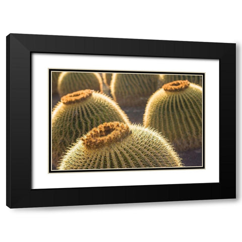 Canary Islands-Fuerteventura Island-Caleta de Fuste-beachfront cactus Black Modern Wood Framed Art Print with Double Matting by Bibikow, Walter