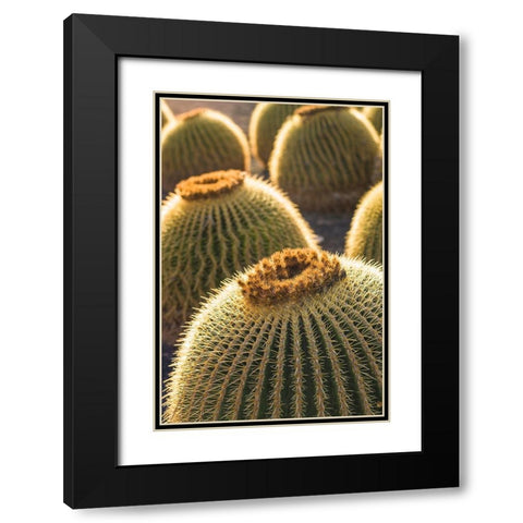 Canary Islands-Fuerteventura Island-Caleta de Fuste-beachfront cactus Black Modern Wood Framed Art Print with Double Matting by Bibikow, Walter
