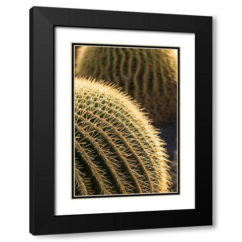 Canary Islands-Fuerteventura Island-Caleta de Fuste-beachfront cactus Black Modern Wood Framed Art Print with Double Matting by Bibikow, Walter