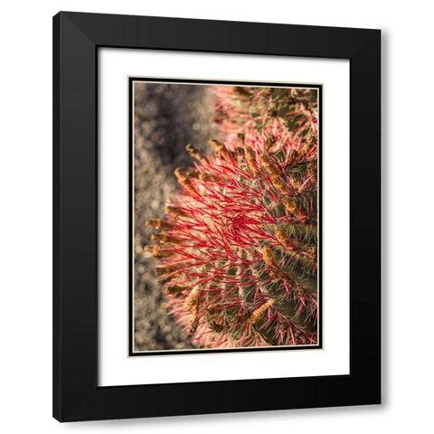 Canary Islands-Fuerteventura Island-Caleta de Fuste-beachfront cactus Black Modern Wood Framed Art Print with Double Matting by Bibikow, Walter