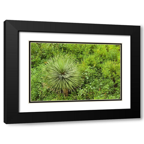Canary Islands-La Palma Island-Santa Cruz de la Palma-hillside vegetation Black Modern Wood Framed Art Print with Double Matting by Bibikow, Walter