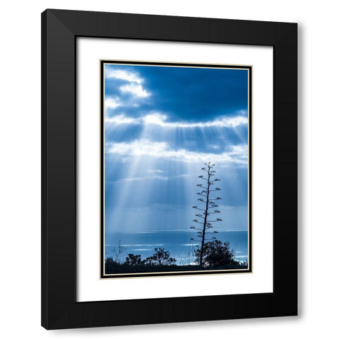 Canary Islands-La Palma Island-Santa Cruz de la Palma-dramatic sky and tree Black Modern Wood Framed Art Print with Double Matting by Bibikow, Walter