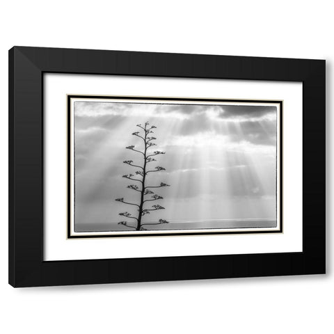Canary Islands-La Palma Island-Santa Cruz de la Palma-dramatic sky and tree Black Modern Wood Framed Art Print with Double Matting by Bibikow, Walter