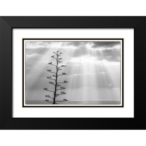 Canary Islands-La Palma Island-Santa Cruz de la Palma-dramatic sky and tree Black Modern Wood Framed Art Print with Double Matting by Bibikow, Walter