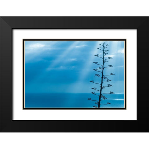 Canary Islands-La Palma Island-Santa Cruz de la Palma-dramatic sky and tree Black Modern Wood Framed Art Print with Double Matting by Bibikow, Walter