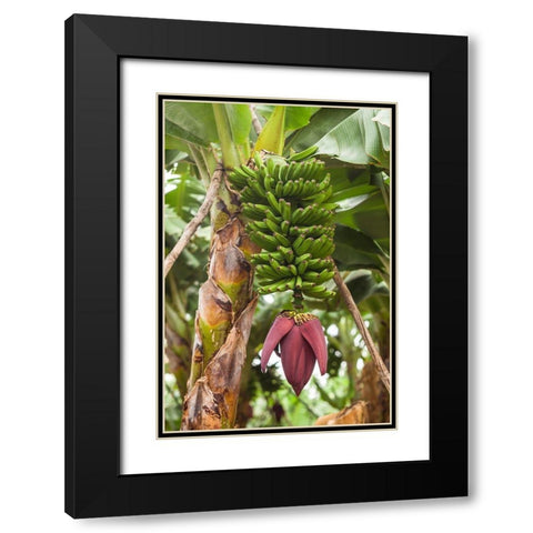 Canary Islands-La Palma Island-San Andres-banana flower Black Modern Wood Framed Art Print with Double Matting by Bibikow, Walter