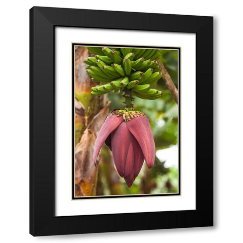 Canary Islands-La Palma Island-San Andres-banana flower Black Modern Wood Framed Art Print with Double Matting by Bibikow, Walter