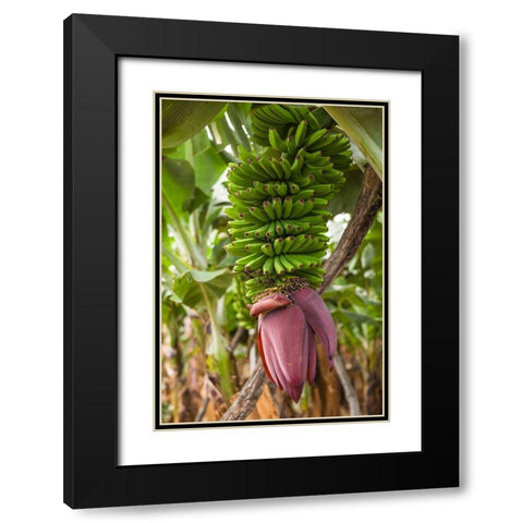 Canary Islands-La Palma Island-San Andres-banana flower Black Modern Wood Framed Art Print with Double Matting by Bibikow, Walter
