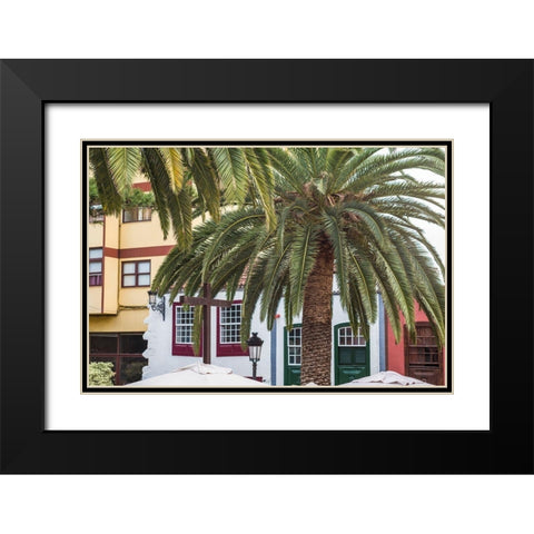 Canary Islands-La Palma Island-Santa Cruz de la Palma-palm tree Black Modern Wood Framed Art Print with Double Matting by Bibikow, Walter