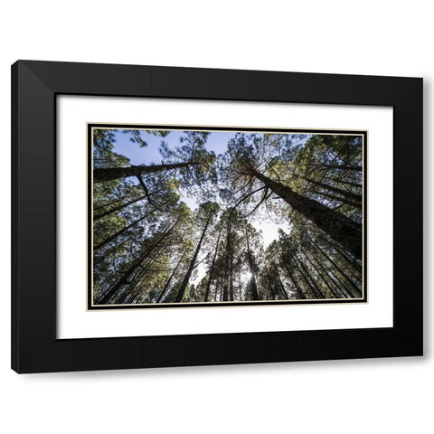 Canary Islands--forest growing in old lava field Black Modern Wood Framed Art Print with Double Matting by Bibikow, Walter