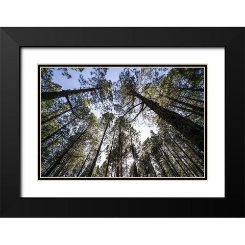 Canary Islands--forest growing in old lava field Black Modern Wood Framed Art Print with Double Matting by Bibikow, Walter