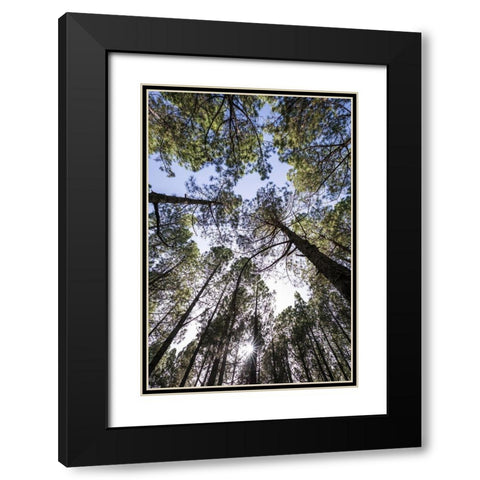 Canary Islands--forest growing in old lava field Black Modern Wood Framed Art Print with Double Matting by Bibikow, Walter