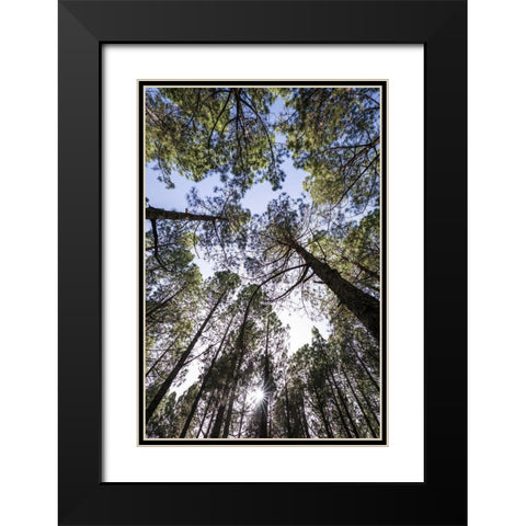 Canary Islands--forest growing in old lava field Black Modern Wood Framed Art Print with Double Matting by Bibikow, Walter