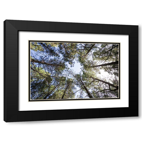 Canary Islands--forest growing in old lava field Black Modern Wood Framed Art Print with Double Matting by Bibikow, Walter