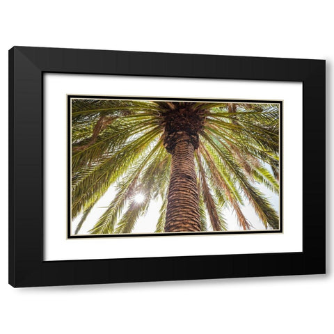 Canary Islands-Tenerife Island-Masca-palm tree Black Modern Wood Framed Art Print with Double Matting by Bibikow, Walter