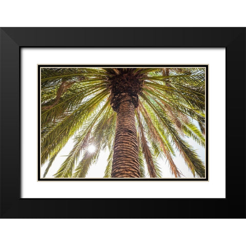 Canary Islands-Tenerife Island-Masca-palm tree Black Modern Wood Framed Art Print with Double Matting by Bibikow, Walter