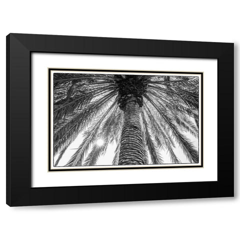 Canary Islands-Tenerife Island-Masca-palm tree Black Modern Wood Framed Art Print with Double Matting by Bibikow, Walter