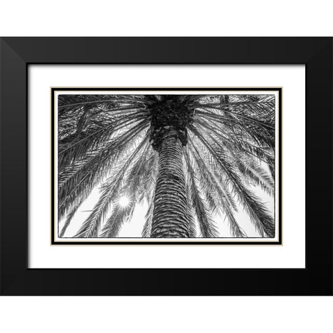 Canary Islands-Tenerife Island-Masca-palm tree Black Modern Wood Framed Art Print with Double Matting by Bibikow, Walter