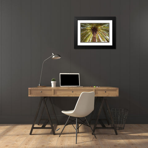 Canary Islands-Tenerife Island-Masca-palm tree Black Modern Wood Framed Art Print with Double Matting by Bibikow, Walter